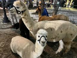 🎄Welcome Mark Ciocca Illustrations LLC to the Lackawanna Winter Market  2024! See you in just a few weeks! 🎄 #lackawannawintermarket  #shopscranton❄️ #shopthesquare