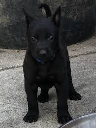 Find out more about our malinois, their characteristics, breeding and pedigree. Black Malinois Shepherd Cheap Buy Online