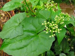 Image result for Mikania