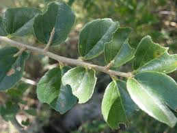 Image result for Dovyalis zeyheri