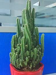 Small cactus plants that grow taller are actually not too tall. Acanthocereus Tetragonus Fairy Castle World Of Succulents