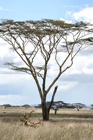 Image result for Acacia xanthophloea