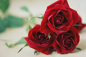 Sweet romantic love text messages and sweet lovely messages for your beautiful wife every hour of the day in the year 2021 and beyond; Hd Wonderful Red Roses Wallpapers Peakpx