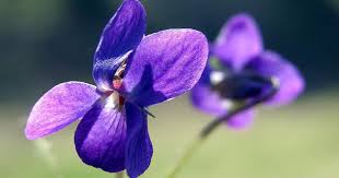 Bunga violet memiliki nama latin viola odorata yang datang dari daerah eropa dan asia. Bunga Berdasarkan Bulan Kelahiran Yang Bisa Gambarkan Karakter Kamu Popmama Com
