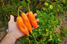 Image result for Capsicum baccatum