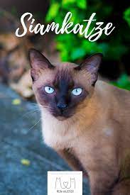 die siamkatze ist mit ihrem exotischen ausseren der aristokratischen art und der verwurzelung im buddhistischen glaub siamkatze siam katzchen siamesische katze