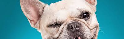 Other animals that make this noise include wolves, coyotes, seals and quolls. Cool Cams Bark Bark Daycare