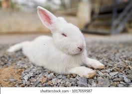 Image result for tbn:nuNU7FPK4A54yM::rvforsaleguide.com/images/bunny-resting-picture.jpg