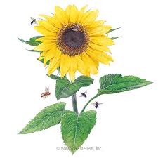 Great quality flowers for all occasions now with up to 20% off. Lemon Queen Sunflower Seeds Flowers Botanical Interests