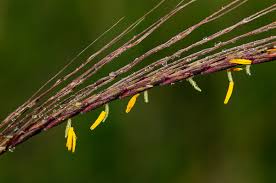 Image result for Trachypogon