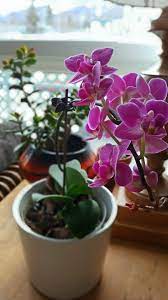 Maybe you would like to learn more about one of these? Orchid Care For Beginners It S Easier Than You Thought Take Them Outside