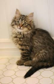 Longhair cats certainly require more maintenance than their shorthair counterparts, but there is typically a sense of luxury or even a majestic presence associated with the long hair breeds. Long Haired Brown Kitten Novocom Top