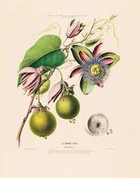 Antique French Botanical Print Pomme Bibi Passiflora Passion Etsy Botanical Prints French Illustration Flower Illustration