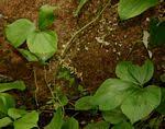 Image result for Dioscorea dumetorum