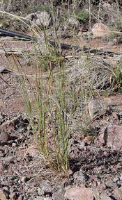 Image result for Heteropogon