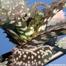 Image result for Aloe komatiensis