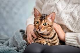 Lanhua Cat Picture 21