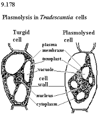We did not find results for: Give Reasons For The Following Plasmolysis Occurs In Plant Cells Only And Not In Animal Cells