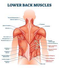 Muscle injuries of the lower back are commonly caused by an improper lift, lifting while twisting, or a sudden movement or fall, which may cause. Lower Back Muscle Anatomy And Low Back Pain