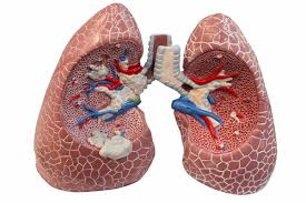 The lungs are an essential organ for human life because they work to bring in oxygen and remove carbon dioxide. Eating Apples Tomatoes May Heal Lungs Of Ex Smokers