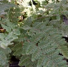Image result for Cheilanthes hirta