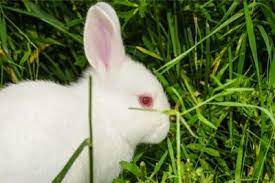 Browse pricing options by selecting a start date and time on the calendar. Why Do White Rabbits Have Red Eyes Albinism Rabbit Care Tips