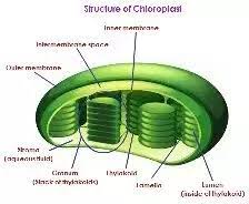 Photosynthesis mainly takes place in green leaves of the plant and the site of photosynthesis inside the leaf is chloroplast more specifically the thylakoid membrane. How And Where Does Photosynthesis Take Place In Plants Quora