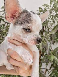 Chihuahua Love Chihuahua Love Chihuahua Dogs