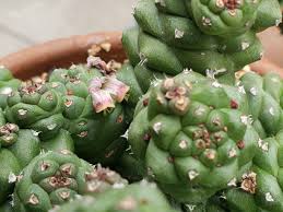 Image result for Euphorbia davyi