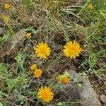 Image result for Emilia discifolia