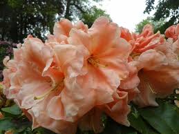 Rhododendron Orange Prelude Photo By Jan R Fuller Beautiful Flowers Trees To Plant Azaleas