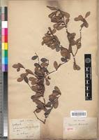 Image result for Terminalia boivinii