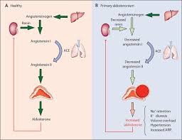 Image result for Aldosterone