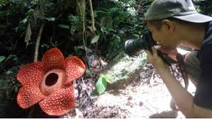 Inilah bunga terkecil di dunia yang mungil namun bermanfaat. Rafflesia Terbesar Di Dunia Mekar Di Agam Jadi Perhatian Dunia Tekno Tempo Co