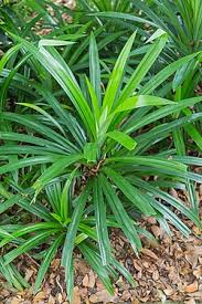 Image result for Pandanus chiliocarpus
