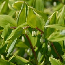 Image result for Ophrypetalum odoratum