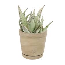 Image result for Aloe canis