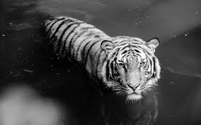White Tiger Wallpapers Mobile Tiger Wallpaper White Tiger Pet Tiger