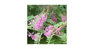 Image result for Indigofera erythrogramma