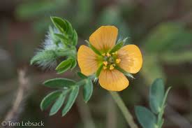 Image result for Hippocratea parviflora