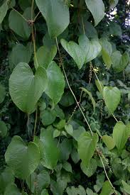 Image result for Dioscorea schimperiana