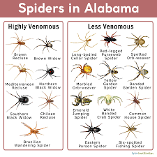 We did not find results for: Spiders In Alabama List With Pictures