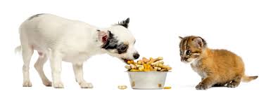 Les chinois font trois repas par jour : Les Croquettes Pour Chiens Et Chats Ont Un Impact Environnemental Considerable