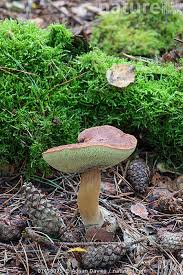Image result for Boletus badius