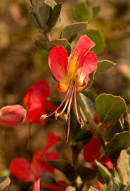 Image result for Kalaharia uncinata