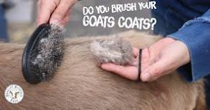 Do You Brush Your Goats Coats?