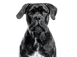 Advice from breed experts to make a safe choice. Cane Corso Italiano Royal Canin