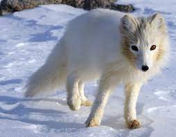 Arctic Fox Facts And Adaptations Vulpes Lagopus Alopex Lagopus
