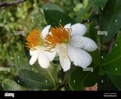 Image result for Xylotheca tettensis