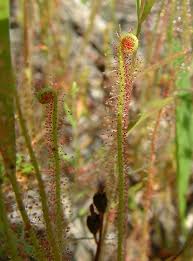 Image result for Secamone filiformis